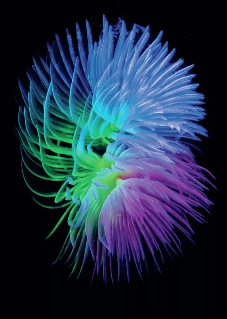 A colourfully lit spiral tubeworm at the Dauin Dive Festival