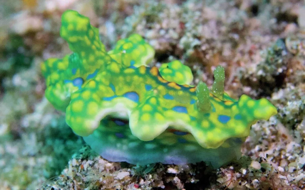Brightly coloured nudibranch in Alor Indonesia