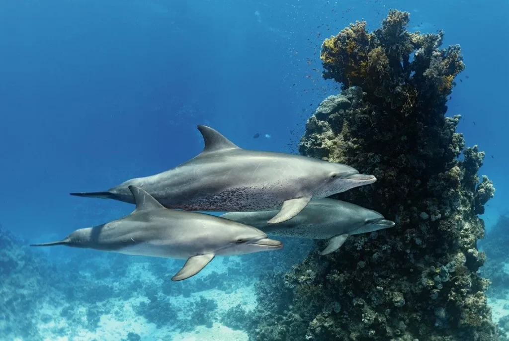 Bottlenose dolphins swimming with divers at Abu Dabbab Reef in the Red Sea