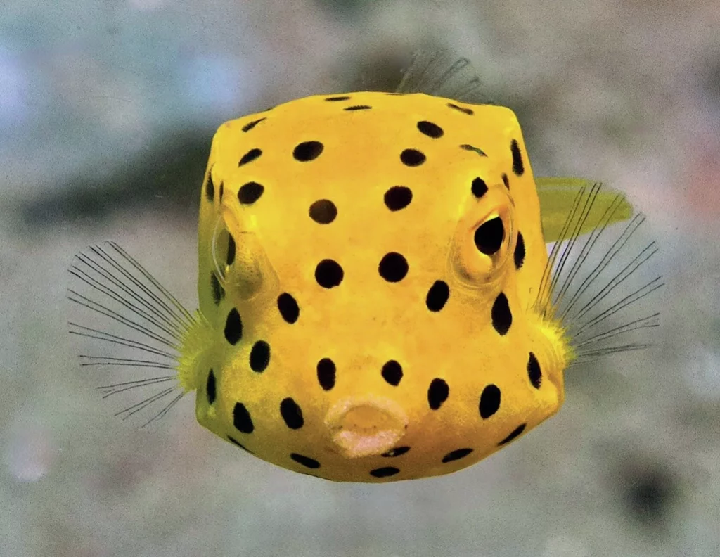 Juvenile yellow boxfish are cute but very hard to capture well