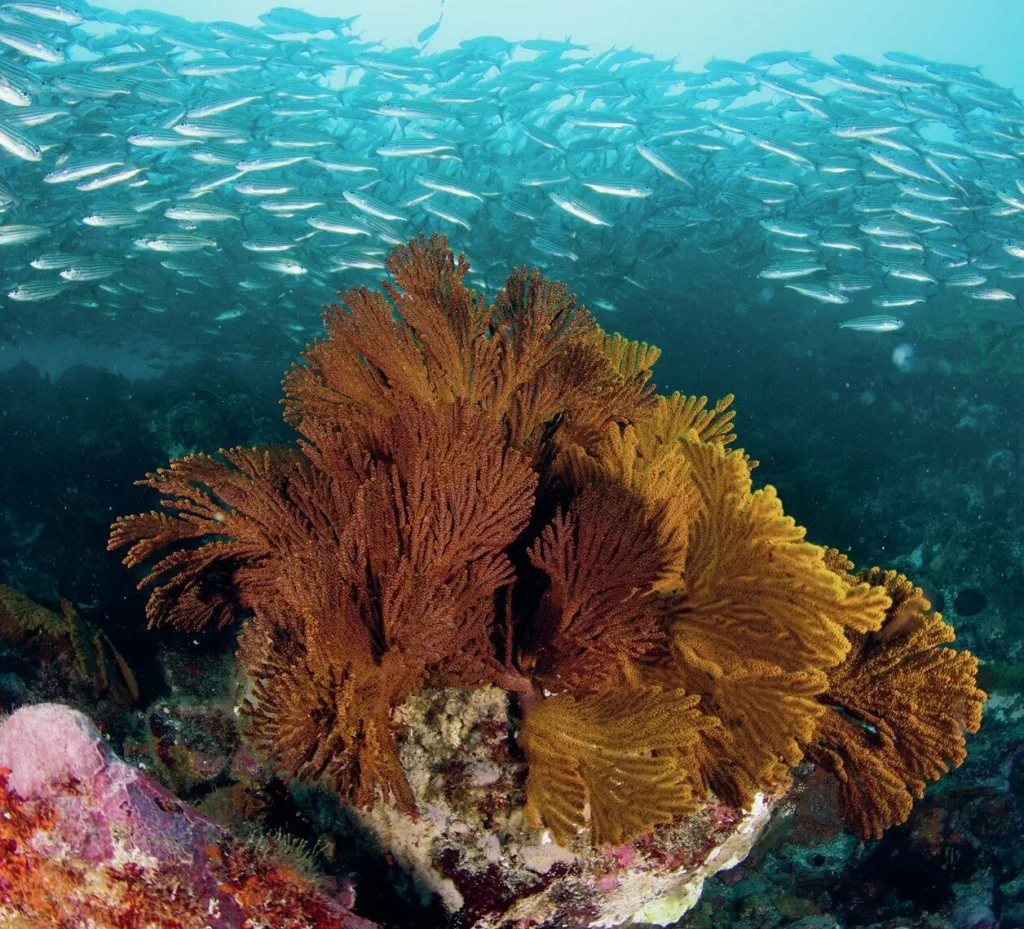Diverse marine life including rays, turtles and fish in Galapagos waters