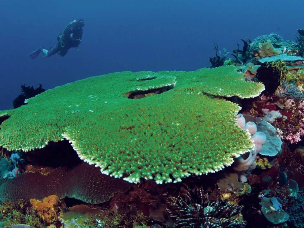 Enormous table corals are not unusual around Alor