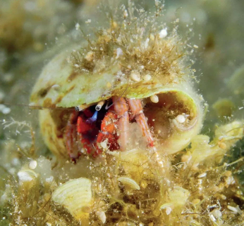 Hermit crab on the sand during an early dive in Crete