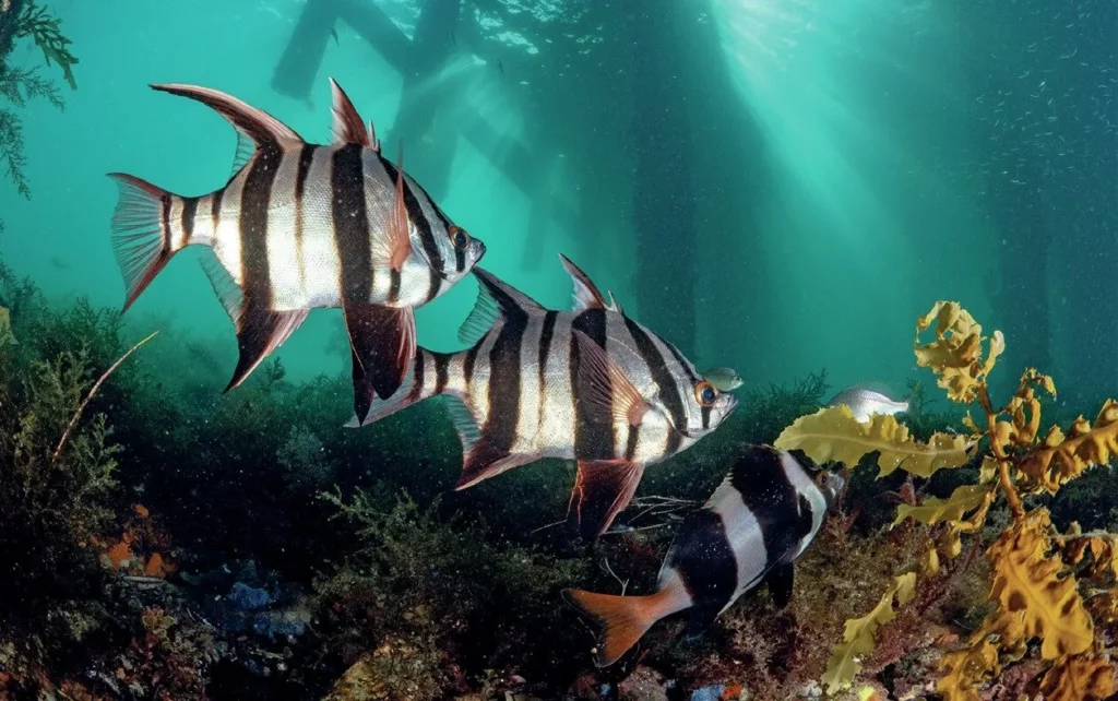 A group of Old Wife fish under Flinders pier