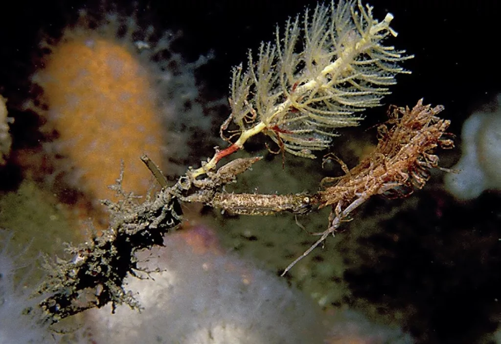 Long-horned isopod Astacilla longicornis camouflaged on hydroid species