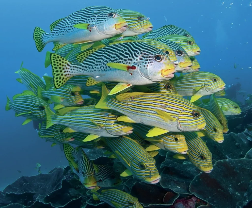Various types of sweetlips schooling together on a reef