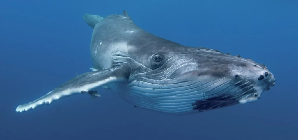 A humpback whale in the blue