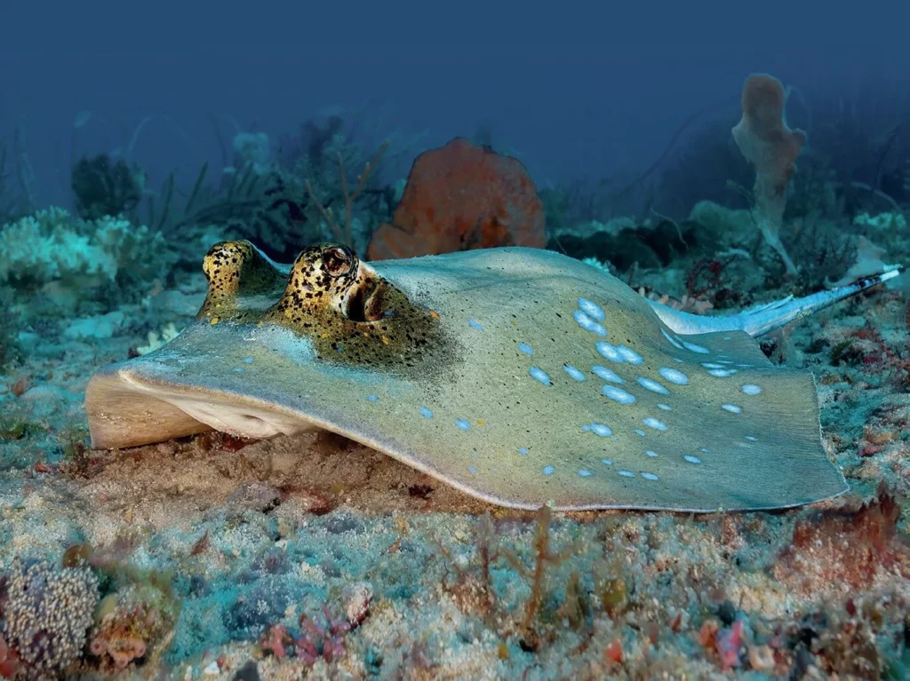 A Kuhls Ray in Raja Ampat Indonesia