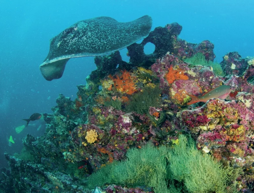 Ray gliding over the reef