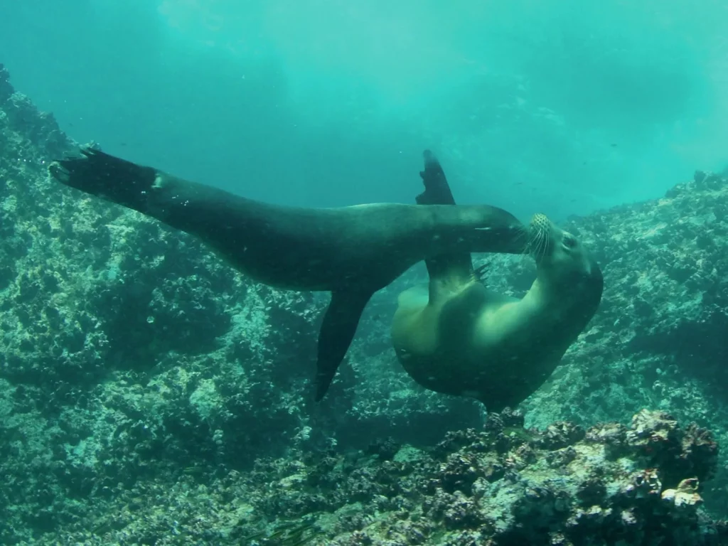 Sealions frolicking in the shallows in the Galapagos