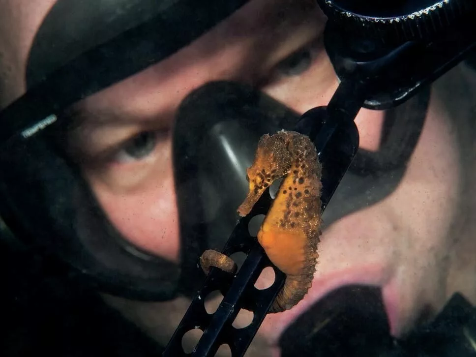 White’s Seahorses in Sydney Harbour: Conservation Success at Chowder Bay 2 A seahorse getting up close and personal with a photographer