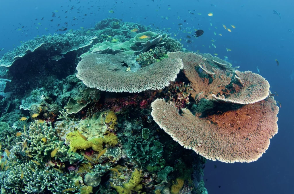 Healthy coral reef and turtle habitat at Apo Island Philippines