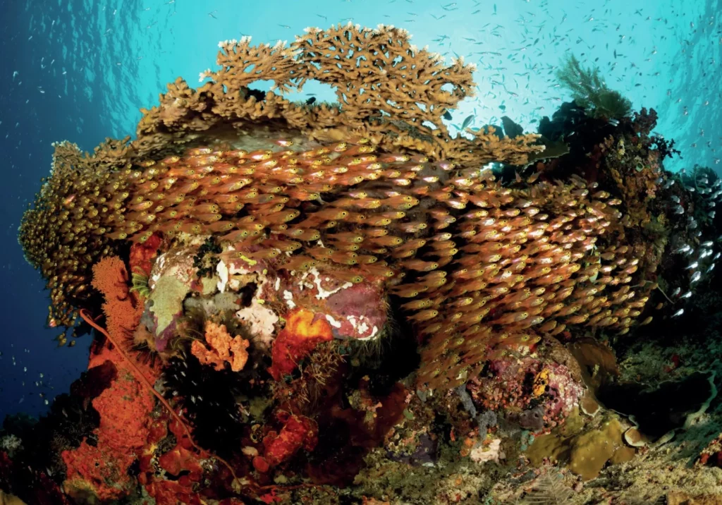 Glassfish schooling beneath a table coral in Raja Ampat