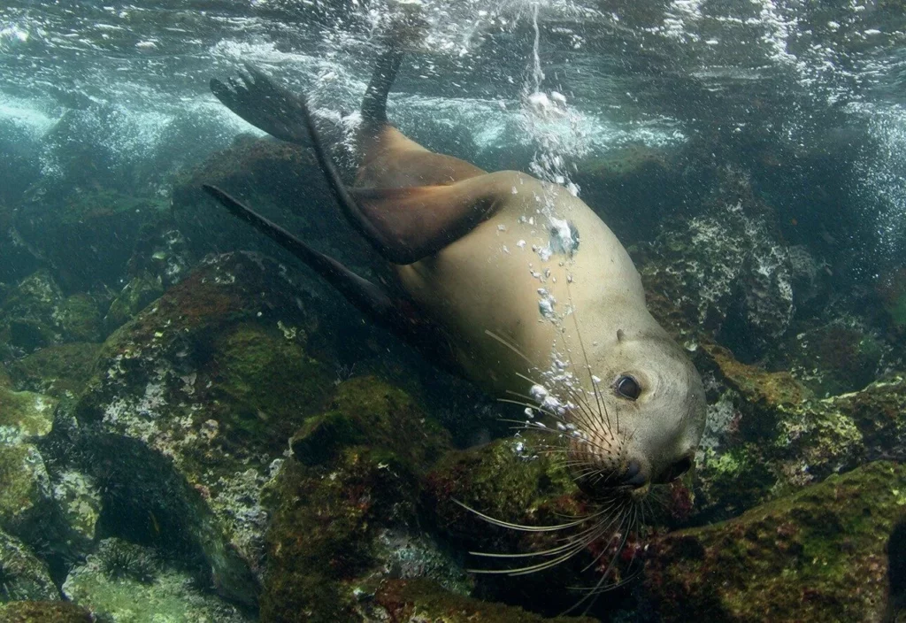 Glorious Galapagos Part 2: Diving Darwin, Wolf and Beyond on a Galapagos Liveaboard 10 Playful sea lion swimming past diver in the Galapagos