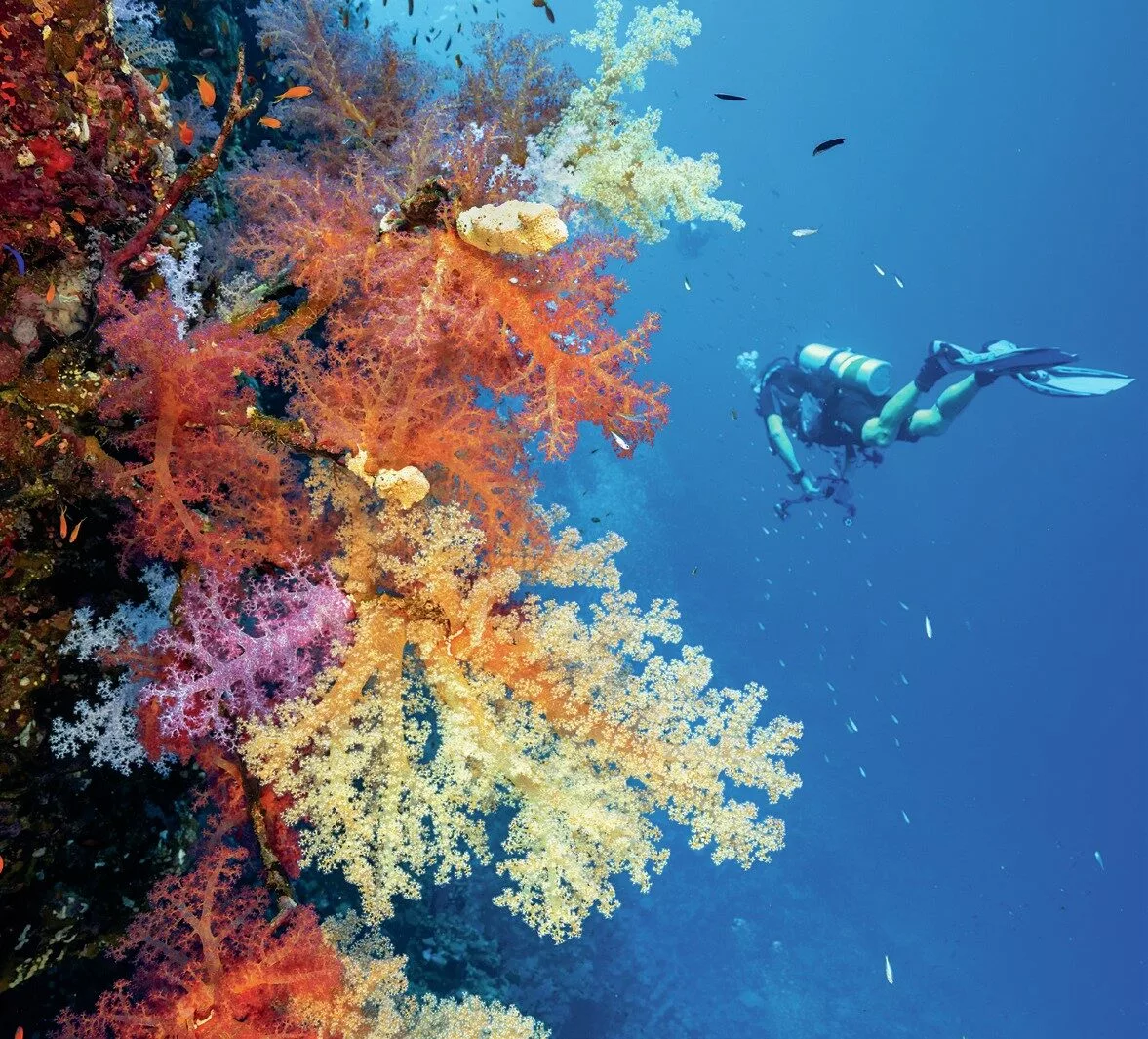 A diver cruises by vibrant soft corals on the walls in the Red Sea