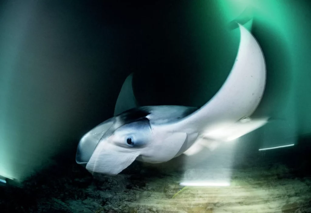 There is no best mode when it comes to underwater photography autofocus