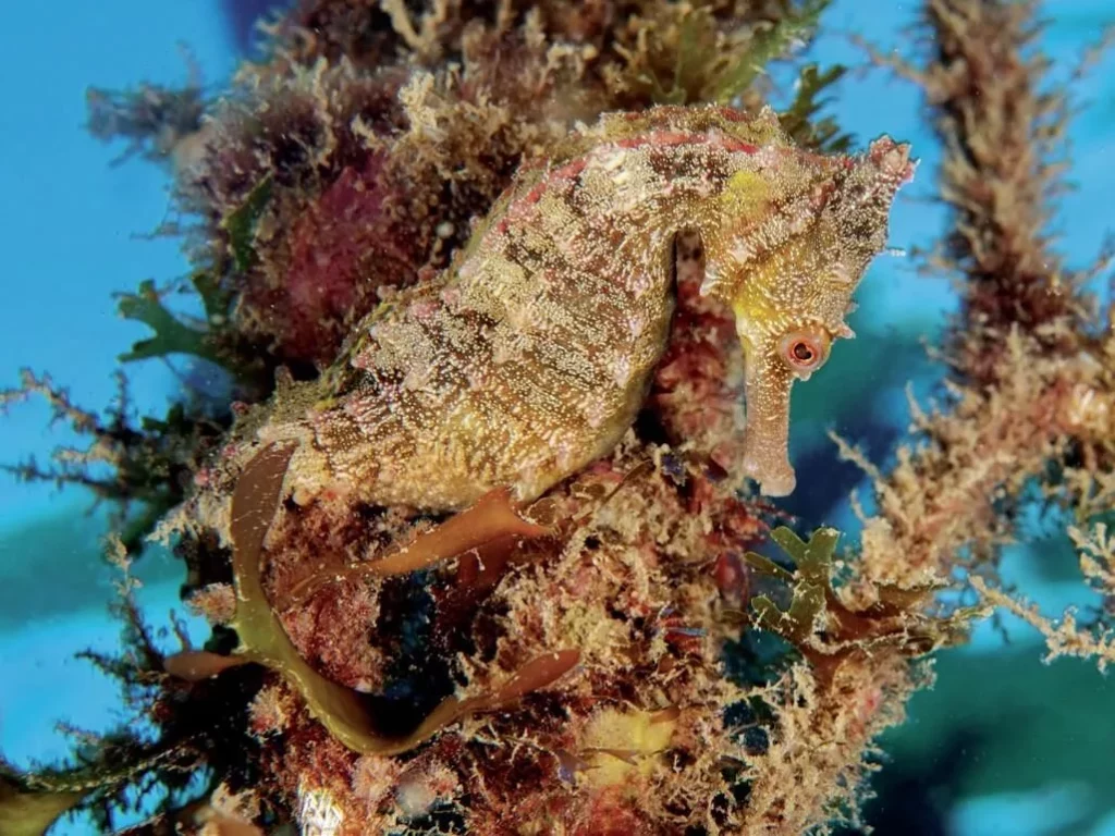 White’s Seahorses in Sydney Harbour: Conservation Success at Chowder Bay 1 Endangered White’s seahorse clinging to swimming net in Sydney Harbour