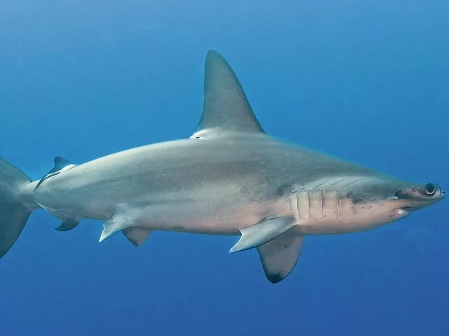 Scalloped hammerhead shark cruising near Daedalus Reef