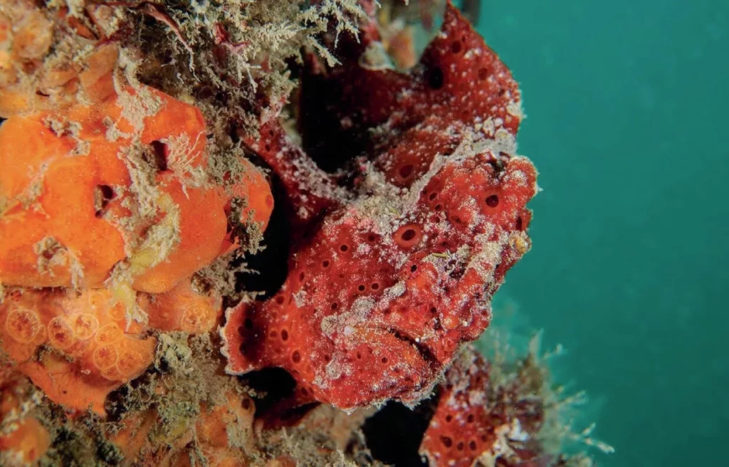 White’s Seahorses in Sydney Harbour: Conservation Success at Chowder Bay 12 Well camouflaged frogfish can be seen in Chowder Bay
