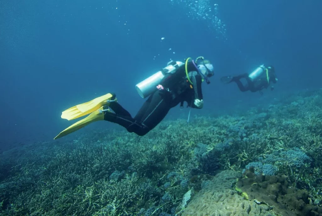 Dramatic coral reefs and walls are a feature of diving in Alor, Indonesia