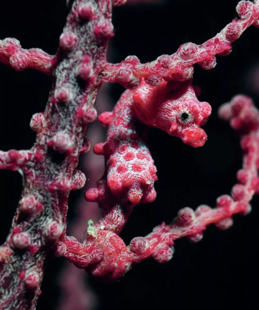Bargibant’s pygmy seahorse photographed by Nigel Marsh