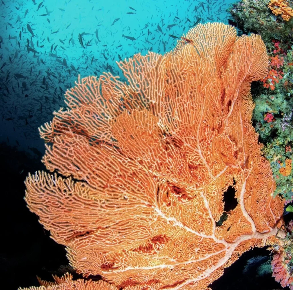 A giant gorgonian sea fan on current driven wall dive in the Maldives