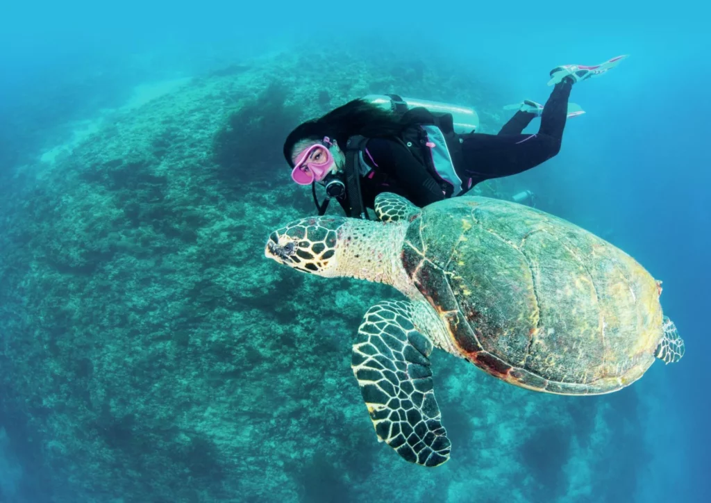 A diver swims along with a hawksbill turtle in the Maldives