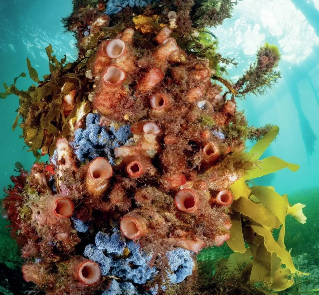 Flinders Pier legs encrusted with marine growth
