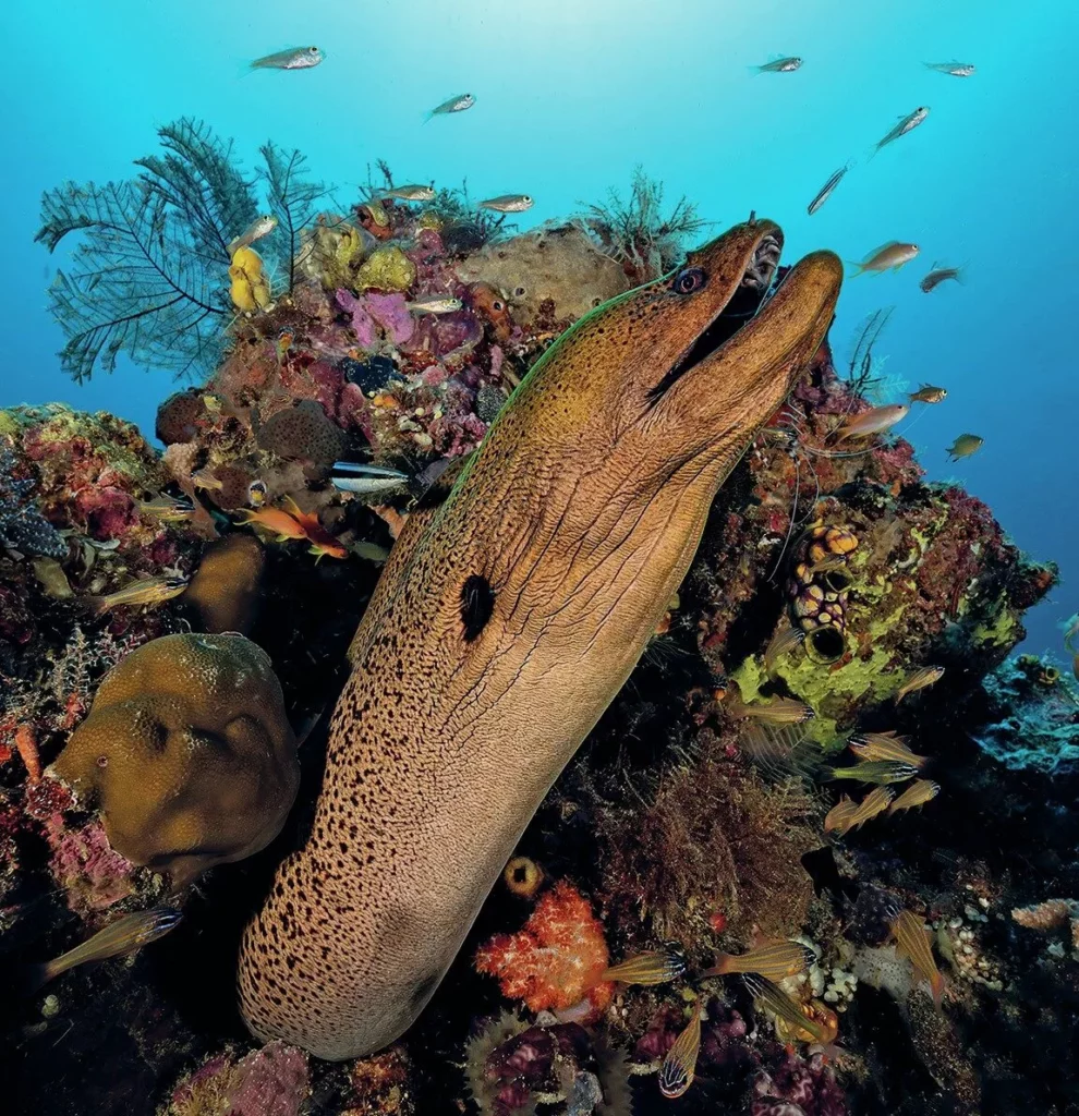 Giant moray eel photographed on a Raja Ampat reef