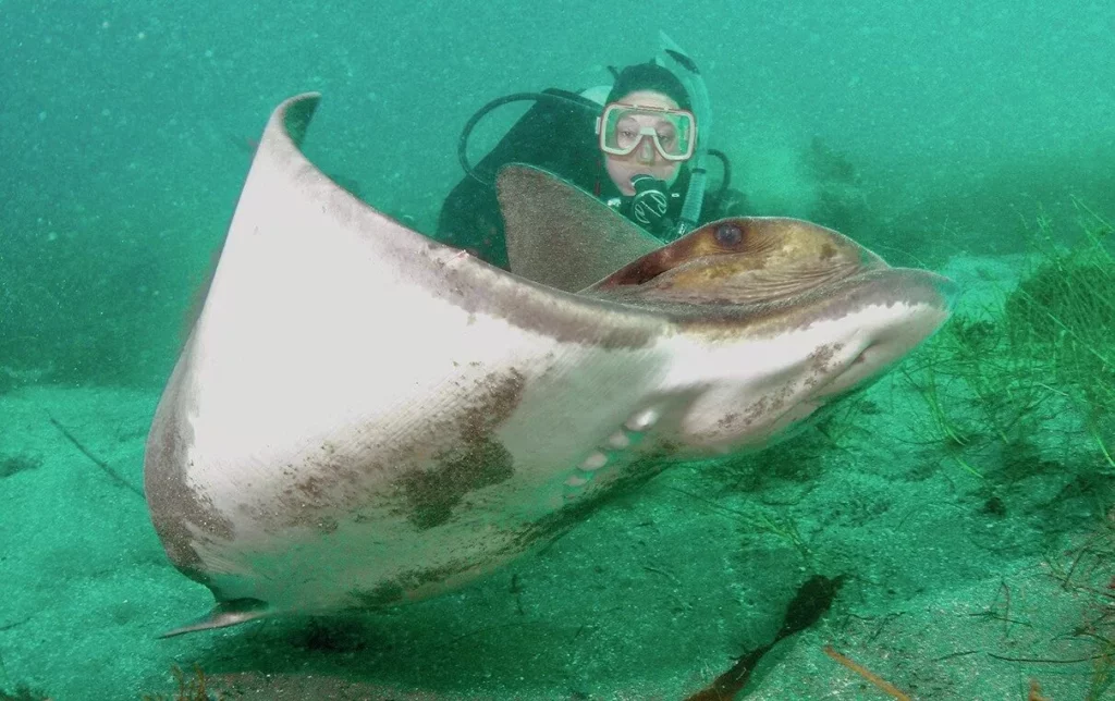 Dale & Kim Sheckler Q & A: Scuba Diving Legends on California Diving, Photography, and the Scuba Show 4 Kim Sheckler up close and personal with a bat ray