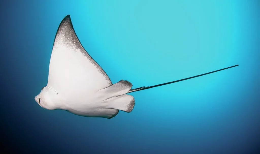 A spotted eagle ray cruises by in the blue on our Maldives Master Liveaboard adventure