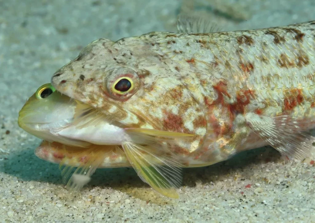 Close up view of a lizardfish eating basslet