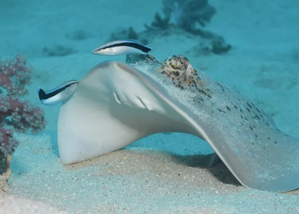 Coral sea maskray being cleaned on an Australian reef