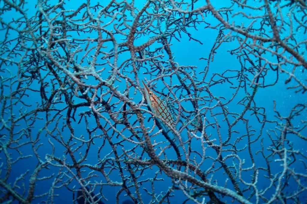 Longnose hawkfish