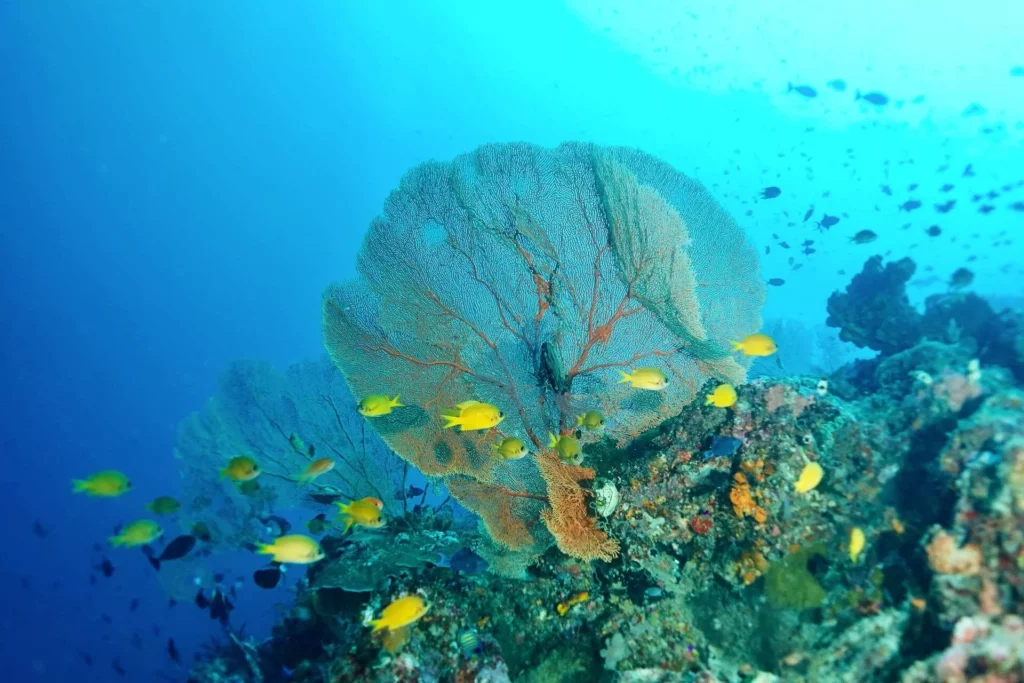School of yellow chromis