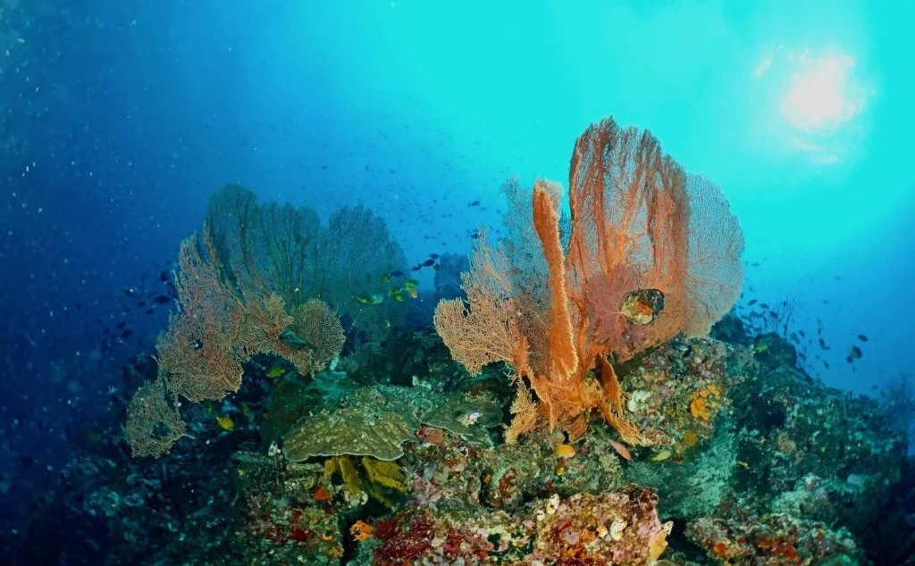 Seafans under the sun