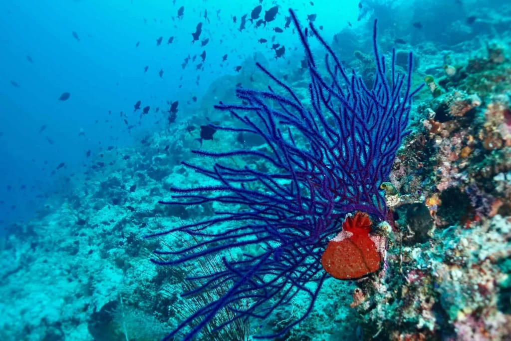 Blue gorgonian