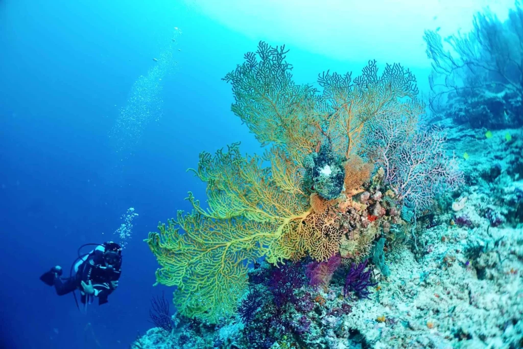Giant gorgonian and diver