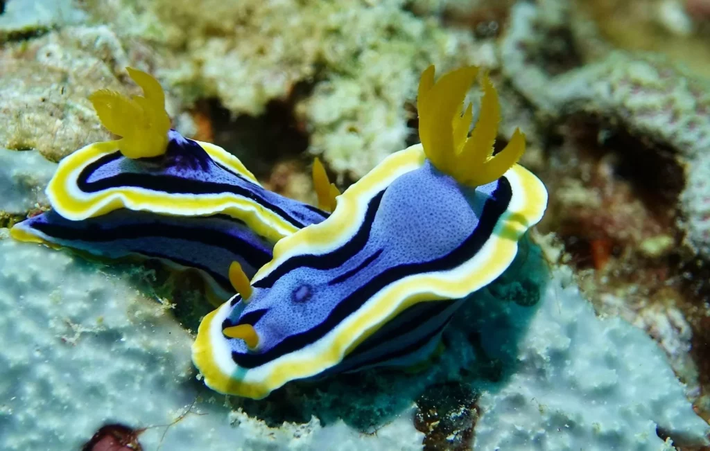 Elizabeth’s chromodoris