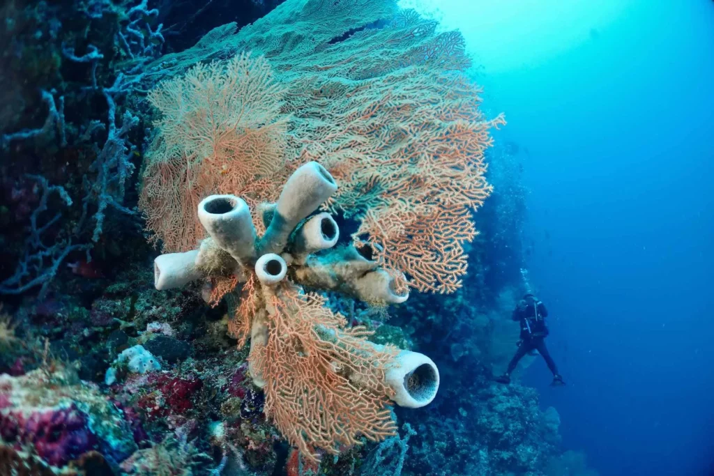 Seafan and white tube sponges, North Wall