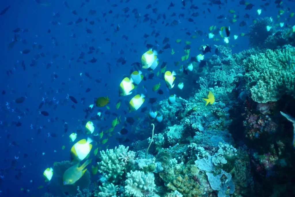 Pyramid butterflyfish and damsels