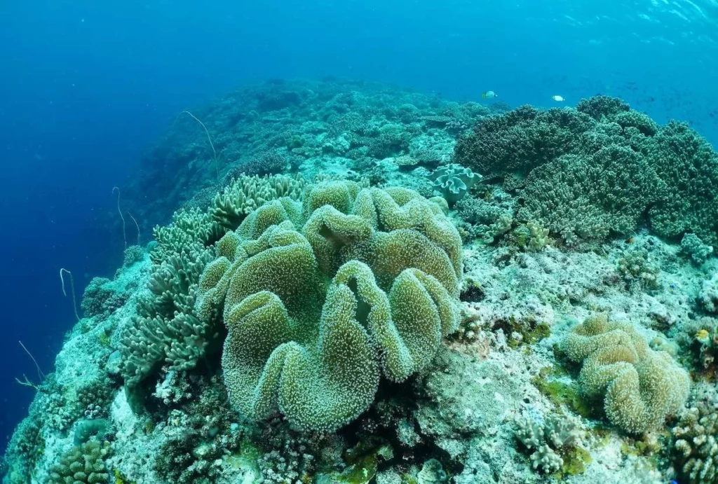 Sarcpphyton soft coral on top of the drop-off
