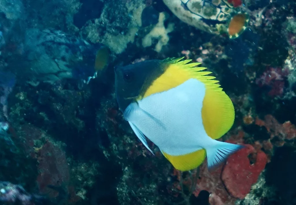 Pyramid butterflyfish