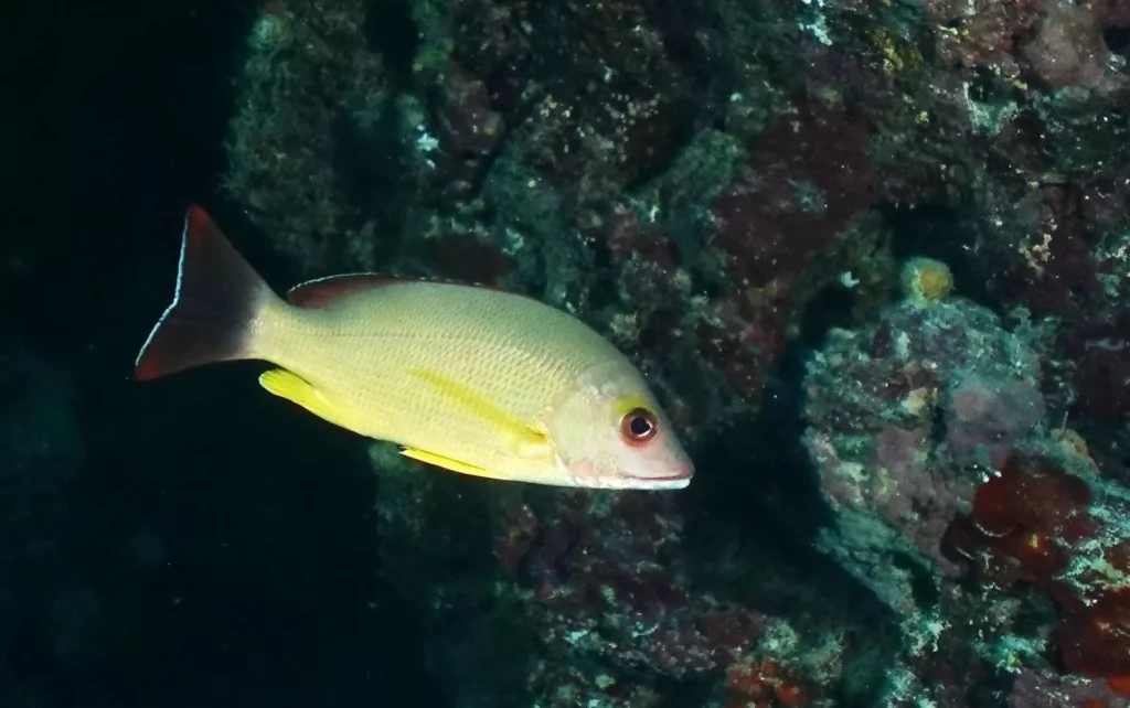Blacktail snapper