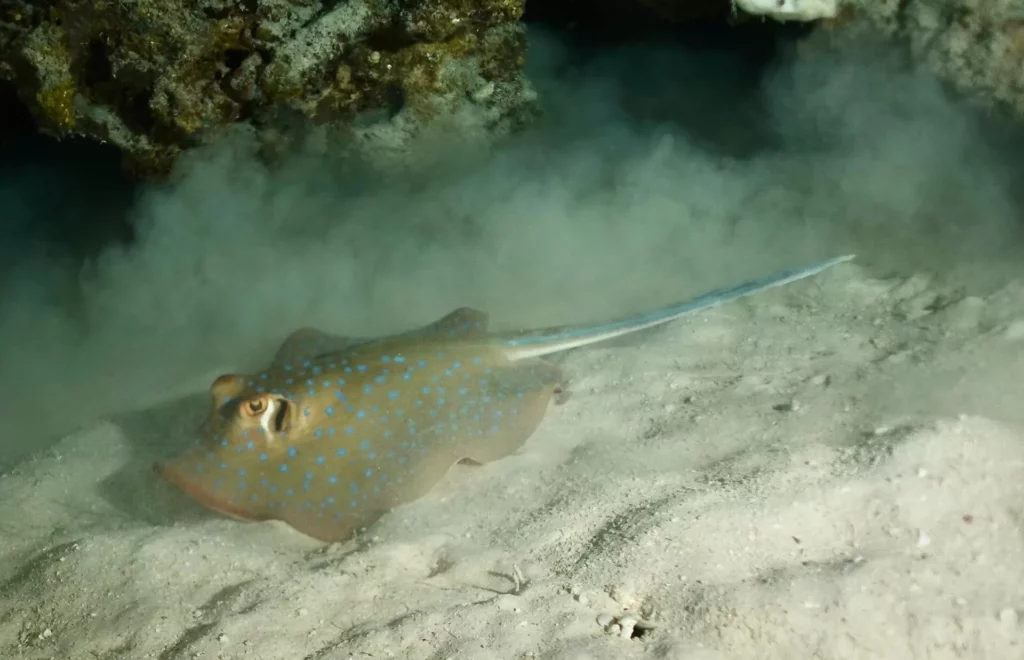 Blue-spotted ribbontail ray in cave