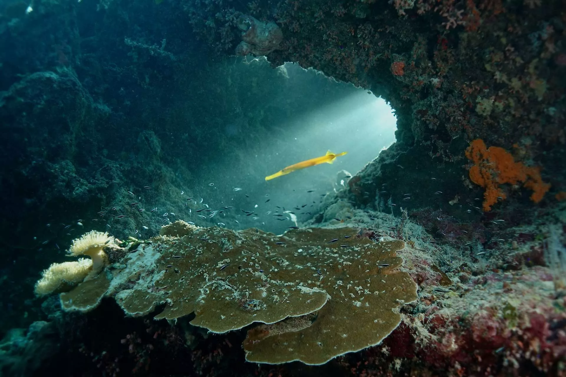 Wakatobi: Diving local-style