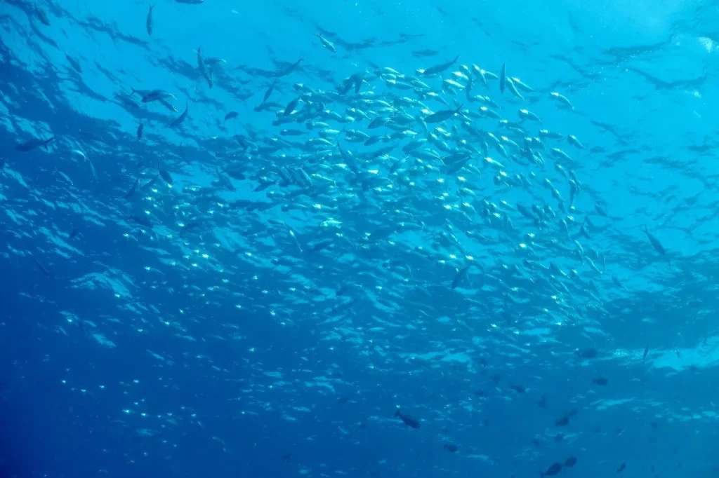 Long-jawed mackerel between Buoys 2 and 3