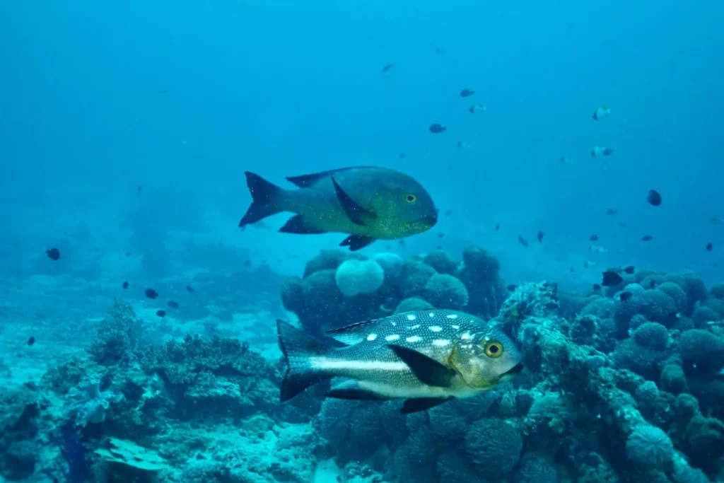 Midnight snapper at Coral Garden