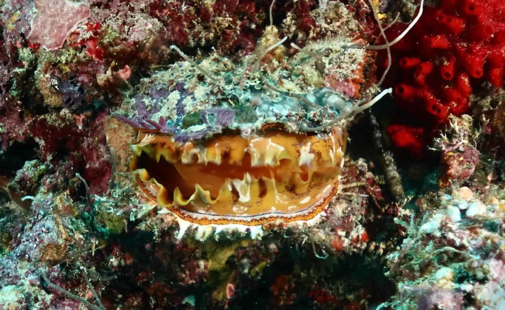 Spondylus oyster at Baby Batfish