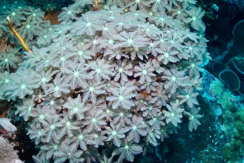 Flower coral